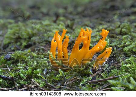"Yellow Stagshorn (Calocera viscosum), fruiting body, Loar, Kramsach, Kufstein District, North Tirol, Tirol, Austria, Europe" View Large Photo Image Stock Photo - "Yellow Stagshorn (Calocera viscosum), fruiting body, Loar, Kramsach, Kufstein District, North Tirol, Tirol, Austria, Europe". Fotosearch