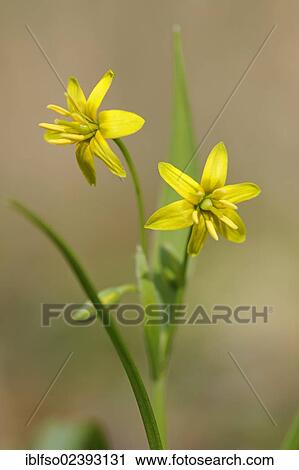 Stock Image - "Yellow Star-of-Bethlehem (Gagea lutea), UNESCO World Natural Heritage Site, Hainich National Park, in Eisenach, Thuringia, Germany, Europe". Fotosearch