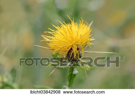 "Yellow Star-Thistle (Centaurea solstitialis) flower, North Rhine-Westphalia, Germany, Europe" View Large Photo Image Stock Photo - "Yellow Star-Thistle (Centaurea solstitialis) flower, North Rhine-Westphalia, Germany, Europe". Fotosearch