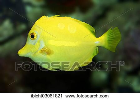 "Yellow Tang (Zebrasoma flavescens), native to the western Pacific Ocean, captive, North Rhine-Westphalia, Germany, Europe" View Large Photo Image Stock Image - "Yellow Tang (Zebrasoma flavescens), native to the western Pacific Ocean, captive, North Rhine-Westphalia, Germany, Europe". Fotosearch