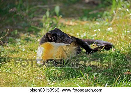 "Yellow-throated Marten (Martes flavigula), adult, native to Asia, captive, Nuremberg, Middle Franconia, Bavaria, Germany, Europe" View Large Photo Image Stock Image - "Yellow-throated Marten (Martes flavigula), adult, native to Asia, captive, Nuremberg, Middle Franconia, Bavaria, Germany, Europe". Fotosearch