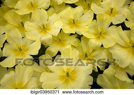 "Yellow Tulips (Tulipa 'Yellow Present'), Keukenhof, Lisse, South Holland, Holland, Netherlands" View Large Photo Image Stock Image - "Yellow Tulips (Tulipa 'Yellow Present'), Keukenhof, Lisse, South Holland, Holland, Netherlands". Fotosearch