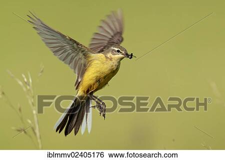 "Yellow Wagtail (Motacilla flava), in hovering flight with prey, Strohauser Plate, Wesermarsch district, Lower Saxony, Germany, Europe" View Large Photo Image Stock Photograph - "Yellow Wagtail (Motacilla flava), in hovering flight with prey, Strohauser Plate, Wesermarsch district, Lower Saxony, Germany, Europe". Fotosearch