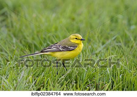 Picture - "Yellow Wagtail (Motacilla flava), adult male, standing on grass, Suffolk, England, United Kingdom, Europe". Fotosearch