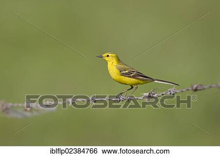 "Yellow Wagtail (Motacilla flava), adult male, perched on barbed wire fence, Suffolk, England, United Kingdom, Europe" View Large Photo Image Stock Photograph - "Yellow Wagtail (Motacilla flava), adult male, perched on barbed wire fence, Suffolk, England, United Kingdom, Europe". Fotosearch