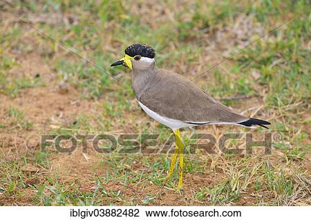 Stock Image - "Yellow-wattled Lapwing (Vanellus malarbaricus), Bundala National Park, Southern Province, Sri Lanka, Asia". Fotosearch