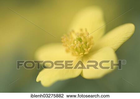 Stock Image - "Yellow Wood Anemone or Buttercup Anemone (Anemone ranunculoides), Haren, Emsland, Lower Saxony, Germany, Europe". Fotosearch