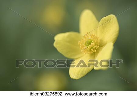 "Yellow Wood Anemone or Buttercup Anemone (Anemone ranunculoides), Haren, Emsland, Lower Saxony, Germany, Europe" View Large Photo Image Stock Image - "Yellow Wood Anemone or Buttercup Anemone (Anemone ranunculoides), Haren, Emsland, Lower Saxony, Germany, Europe". Fotosearch