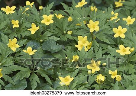 "Yellow Wood Anemone or Buttercup Anemone (Anemone ranunculoides), Haren, Emsland, Lower Saxony, Germany, Europe" View Large Photo Image Stock Photo - "Yellow Wood Anemone or Buttercup Anemone (Anemone ranunculoides), Haren, Emsland, Lower Saxony, Germany, Europe". Fotosearch