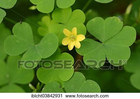 "Yellow Woodsorrel, Upright Yellow Sorrel or Sourgrass (Oxalis stricta), flower and leaves, North Rhine-Westphalia, Germany, Europe" View Large Photo Image Stock Image - "Yellow Woodsorrel, Upright Yellow Sorrel or Sourgrass (Oxalis stricta), flower and leaves, North Rhine-Westphalia, Germany, Europe". Fotosearch