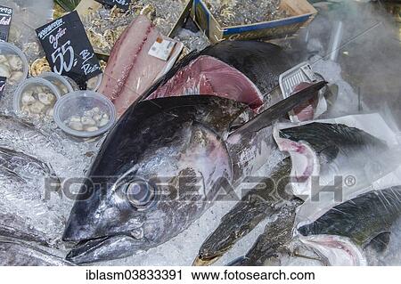 "Yellowfin Tuna, also """"Ahi"""" (Thunnus albacares), cut into pieces at a fish market, Chiang Mai, Chiang Mai Province, Thailand, Asia" View Large Photo Image Stock Image - "Yellowfin Tuna, also """"Ahi"""" (Thunnus albacares), cut into pieces at a fish market, Chiang Mai, Chiang Mai Province, Thailand, Asia". Fotosearch