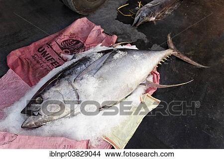 Picture - "Yellowfin tuna on ice, port, Mirbat, Dhofar region, Sultanate of Oman, Arabian Peninsula". Fotosearch