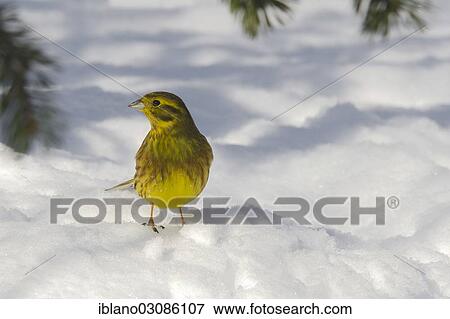 "Yellowhammer (Emberiza citrinella) in the snow, Tyrol, Austria, Europe" View Large Photo Image Stock Photo - "Yellowhammer (Emberiza citrinella) in the snow, Tyrol, Austria, Europe". Fotosearch