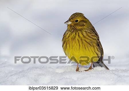 "Yellowhammer (Emberiza citrinella) in the snow, Terfens, Schwaz District, North Tirol, Tirol, Austria, Europe" View Large Photo Image Stock Photo - "Yellowhammer (Emberiza citrinella) in the snow, Terfens, Schwaz District, North Tirol, Tirol, Austria, Europe". Fotosearch