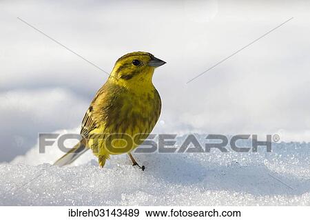 "Yellowhammer (Emberiza citrinella) in the snow, Terfens, Tyrol, Austria, Europe" View Large Photo Image Stock Photo - "Yellowhammer (Emberiza citrinella) in the snow, Terfens, Tyrol, Austria, Europe". Fotosearch