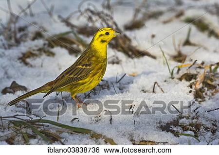"Yellowhammer (Emberiza citrinella) in the snow, Tyrol, Austria, Europe" View Large Photo Image Stock Photograph - "Yellowhammer (Emberiza citrinella) in the snow, Tyrol, Austria, Europe". Fotosearch