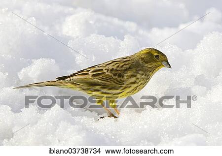 "Yellowhammer (Emberiza citrinella), female, in the snow, Tyrol, Austria, Europe" View Large Photo Image Picture - "Yellowhammer (Emberiza citrinella), female, in the snow, Tyrol, Austria, Europe". Fotosearch