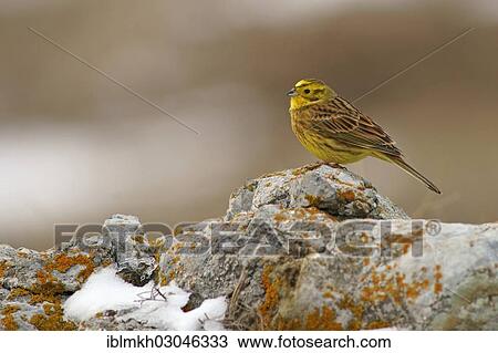 "Yellowhammer (Emberiza citrinella), Naturpark Sinite Kamani, Bulgaria, Europe" View Large Photo Image Stock Image - "Yellowhammer (Emberiza citrinella), Naturpark Sinite Kamani, Bulgaria, Europe". Fotosearch