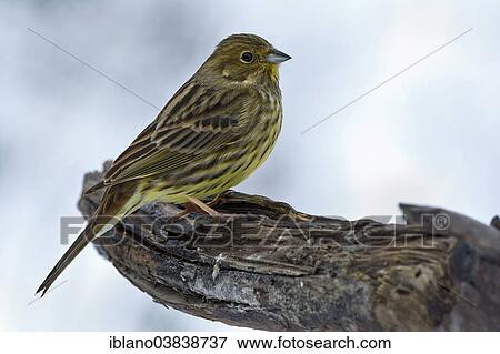 "Yellowhammer (Emberiza citrinella), Tyrol, Austria, Europe" View Large Photo Image Stock Photo - "Yellowhammer (Emberiza citrinella), Tyrol, Austria, Europe". Fotosearch