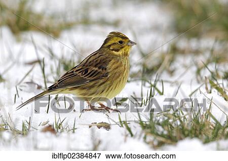 "Yellowhammer (Emberiza citrinella), adult, standing on snow, Warwickshire, England, United Kingdom, Europe" View Large Photo Image Stock Photo - "Yellowhammer (Emberiza citrinella), adult, standing on snow, Warwickshire, England, United Kingdom, Europe". Fotosearch