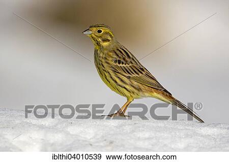 "Yellowhammer (Emberiza citrinella), male, snow, Middle Elbe Biosphere Reserve, Saxony-Anhalt, Germany, Europe" View Large Photo Image Stock Photo - "Yellowhammer (Emberiza citrinella), male, snow, Middle Elbe Biosphere Reserve, Saxony-Anhalt, Germany, Europe". Fotosearch