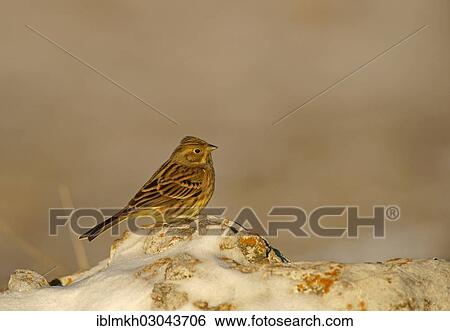 "Yellowhammer (Emberiza citrinella), Naturpark Sinite Kamani, Bulgaria, Europe" View Large Photo Image Stock Photograph - "Yellowhammer (Emberiza citrinella), Naturpark Sinite Kamani, Bulgaria, Europe". Fotosearch
