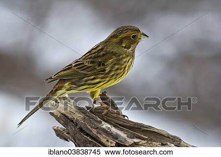 "Yellowhammer (Emberiza citrinella), Tyrol, Austria, Europe" View Large Photo Image Stock Photography - "Yellowhammer (Emberiza citrinella), Tyrol, Austria, Europe". Fotosearch