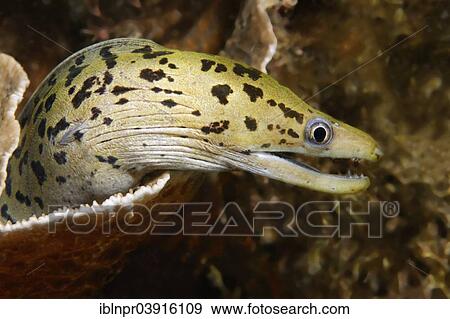 "Yellowhead Moray Eel or Fimbriated Moray Eel (Gymnothorax fimbriatus), Great Barrier Reef, UNESCO World Natural Heritage Site, Pacific Ocean, Queensland, Australia, Oceania" View Large Photo Image Stock Photo - "Yellowhead Moray Eel or Fimbriated Moray Eel (Gymnothorax fimbriatus), Great Barrier Reef, UNESCO World Natural Heritage Site, Pacific Ocean, Queensland, Australia, Oceania". Fotosearch
