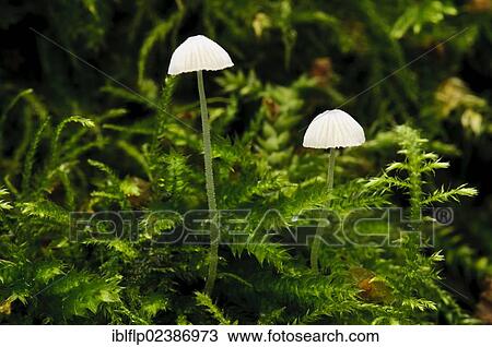 "Yellowleg Bonnet (Mycena epipterygia), two fruiting bodies, growing amongst moss, Sevenoaks Wildlife Reserve, Kent, England, United Kingdom, Europe" View Large Photo Image Stock Image - "Yellowleg Bonnet (Mycena epipterygia), two fruiting bodies, growing amongst moss, Sevenoaks Wildlife Reserve, Kent, England, United Kingdom, Europe". Fotosearch