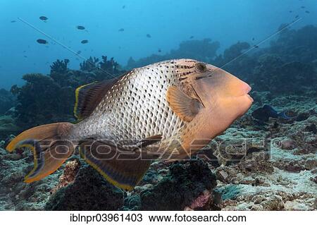 "Yellowmargin Triggerfish (Pseudobalistes flavimarginatus) coral reef, Indian Ocean, Embudu, South Male Atoll, Maldives, Asia" View Large Photo Image Stock Image - "Yellowmargin Triggerfish (Pseudobalistes flavimarginatus) coral reef, Indian Ocean, Embudu, South Male Atoll, Maldives, Asia". Fotosearch