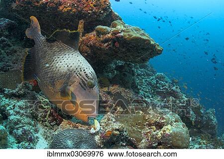 Stock Photograph - "Yellowmargin Triggerfish (Pseudobalistes flavimarginatus) eating a clam, Indian Ocean, -, Maldives, Asia". Fotosearch