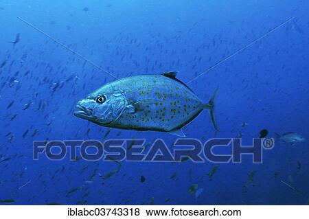 "Yellowspotted Trevally (Carangoides fulvoguttatus), Raja Ampat, West Papua, Indonesia, Asia" View Large Photo Image Stock Photo - "Yellowspotted Trevally (Carangoides fulvoguttatus), Raja Ampat, West Papua, Indonesia, Asia". Fotosearch
