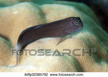 "Yellowtail Blenny (Ecsenius namiyei), blue colour variation, adult, resting on coral, Yillet Island, Raja Ampat Islands, Four Kings, West Papua, New Guinea, Indonesia, Southeast Asia, Asia" View Large Photo Image Stock Image - "Yellowtail Blenny (Ecsenius namiyei), blue colour variation, adult, resting on coral, Yillet Island, Raja Ampat Islands, Four Kings, West Papua, New Guinea, Indonesia, Southeast Asia, Asia". Fotosearch