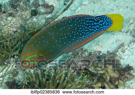 "Yellowtail Coris Wrasse (Coris gaimard), adult, Penemu Island, Raja Ampat Islands, Four Kings, West Papua, New Guinea, Indonesia, Southeast Asia, Asia" View Large Photo Image Stock Photograph - "Yellowtail Coris Wrasse (Coris gaimard), adult, Penemu Island, Raja Ampat Islands, Four Kings, West Papua, New Guinea, Indonesia, Southeast Asia, Asia". Fotosearch