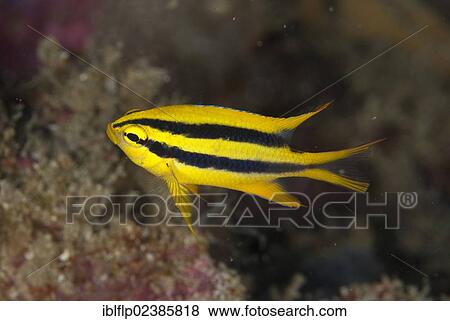 "Yellowtail Damsel (Neoglyphidodon nigroris), juvenile, Waigeo Island, Raja Ampat Islands, Four Kings, West Papua, New Guinea, Indonesia, Southeast Asia, Asia" View Large Photo Image Stock Photo - "Yellowtail Damsel (Neoglyphidodon nigroris), juvenile, Waigeo Island, Raja Ampat Islands, Four Kings, West Papua, New Guinea, Indonesia, Southeast Asia, Asia". Fotosearch