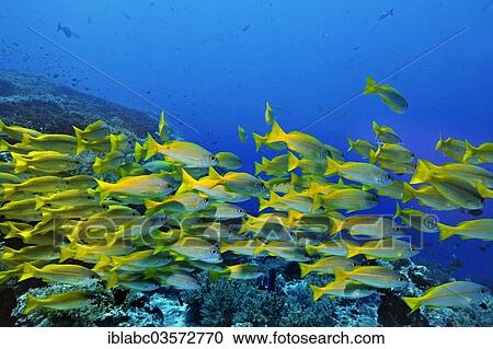 "Yellowtail Snappers (Ocyurus chrysurus), Raja Ampat, West Papua, Indonesia, Asia" View Large Photo Image Stock Image - "Yellowtail Snappers (Ocyurus chrysurus), Raja Ampat, West Papua, Indonesia, Asia". Fotosearch