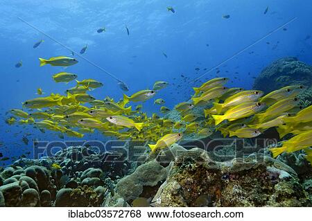 "Yellowtail Snappers (Ocyurus chrysurus), Raja Ampat, West Papua, Indonesia, Asia" View Large Photo Image Stock Photo - "Yellowtail Snappers (Ocyurus chrysurus), Raja Ampat, West Papua, Indonesia, Asia". Fotosearch