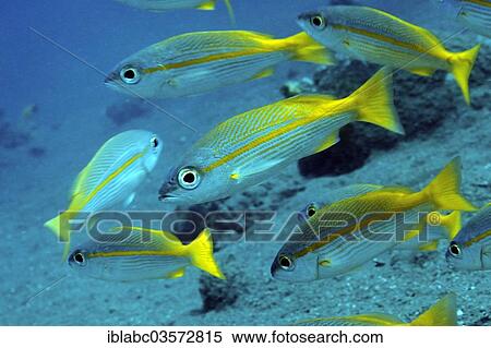 "Yellowtail Snappers (Ocyurus chrysurus), Raja Ampat, West Papua, Indonesia, Asia" View Large Photo Image Stock Photography - "Yellowtail Snappers (Ocyurus chrysurus), Raja Ampat, West Papua, Indonesia, Asia". Fotosearch