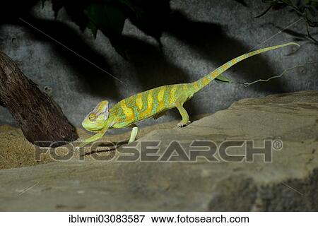 Stock Photo - "Yemen Chameleon (Chamaeleo calyptratus), native to Yemen, Saudi Arabia, Stuttgart, Baden-Wurttemberg, Germany, Asia". Fotosearch