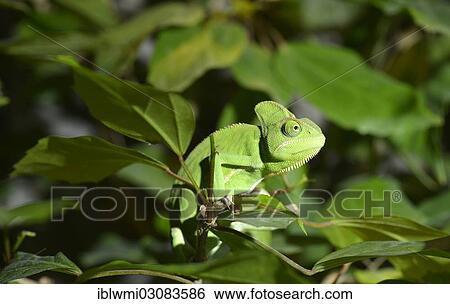 "Yemen Chameleon (Chamaeleo calyptratus), native to Yemen, Saudi Arabia, Stuttgart, Baden-Wurttemberg, Germany, Asia" View Large Photo Image Stock Photograph - "Yemen Chameleon (Chamaeleo calyptratus), native to Yemen, Saudi Arabia, Stuttgart, Baden-Wurttemberg, Germany, Asia". Fotosearch
