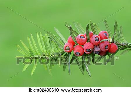 "Yew (Taxus baccata), twig with berries, poisonous plant, North Rhine-Westphalia, Germany, Europe" View Large Photo Image Stock Image - "Yew (Taxus baccata), twig with berries, poisonous plant, North Rhine-Westphalia, Germany, Europe". Fotosearch
