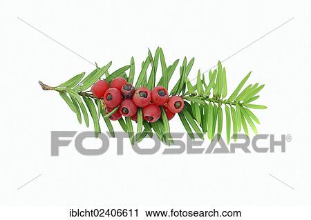 "Yew (Taxus baccata), twig with berries, poisonous plant, North Rhine-Westphalia, Germany, Europe" View Large Photo Image Stock Image - "Yew (Taxus baccata), twig with berries, poisonous plant, North Rhine-Westphalia, Germany, Europe". Fotosearch