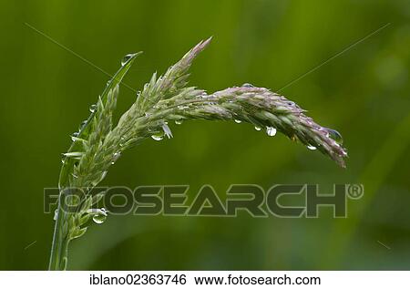 "Yorkshire Fog (Holcus lanatus), Hopfgarten, Tyrol, Austria, Europe" View Large Photo Image Stock Photograph - "Yorkshire Fog (Holcus lanatus), Hopfgarten, Tyrol, Austria, Europe". Fotosearch