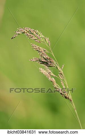 "Yorkshire Fog, Tufted Grass or Meadow Soft Grass (Holcus lanatus), North Rhine-Westphalia, Germany, Europe" View Large Photo Image Stock Image - "Yorkshire Fog, Tufted Grass or Meadow Soft Grass (Holcus lanatus), North Rhine-Westphalia, Germany, Europe". Fotosearch