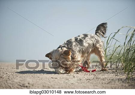 "Yorkshire Terrier dog fetching a feed bag, Sankt Peter Ording, Sankt Peter Ording, Schleswig-Holstein, Germany, Europe" View Large Photo Image Stock Photo - "Yorkshire Terrier dog fetching a feed bag, Sankt Peter Ording, Sankt Peter Ording, Schleswig-Holstein, Germany, Europe". Fotosearch