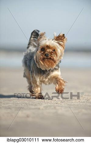 "Yorkshire Terrier running along the beach, Sankt Peter Ording, Sankt Peter Ording, Schleswig-Holstein, Germany, Europe" View Large Photo Image Stock Image - "Yorkshire Terrier running along the beach, Sankt Peter Ording, Sankt Peter Ording, Schleswig-Holstein, Germany, Europe". Fotosearch