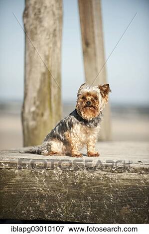 "Yorkshire Terrier sitting on a dock, Sankt Peter Ording, Sankt Peter Ording, Schleswig-Holstein, Germany, Europe" View Large Photo Image Stock Photo - "Yorkshire Terrier sitting on a dock, Sankt Peter Ording, Sankt Peter Ording, Schleswig-Holstein, Germany, Europe". Fotosearch
