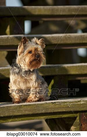 "Yorkshire Terrier sitting on a staircase, Sankt Peter Ording, Sankt Peter Ording, Schleswig-Holstein, Germany, Europe" View Large Photo Image Picture - "Yorkshire Terrier sitting on a staircase, Sankt Peter Ording, Sankt Peter Ording, Schleswig-Holstein, Germany, Europe". Fotosearch