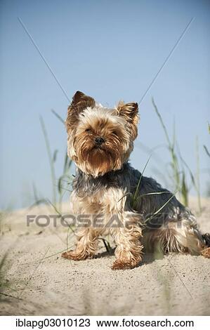 "Yorkshire Terrier sitting on a sand dune, Sankt Peter Ording, Sankt Peter Ording, Schleswig-Holstein, Germany, Europe" View Large Photo Image Stock Image - "Yorkshire Terrier sitting on a sand dune, Sankt Peter Ording, Sankt Peter Ording, Schleswig-Holstein, Germany, Europe". Fotosearch