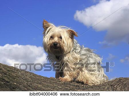 "Yorkshire Terrier sitting on a tree trunk, North Rhine-Westphalia, Germany, Europe" View Large Photo Image Stock Photograph - "Yorkshire Terrier sitting on a tree trunk, North Rhine-Westphalia, Germany, Europe". Fotosearch